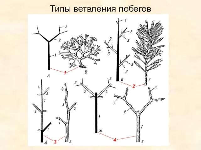 Типы ветвления побегов