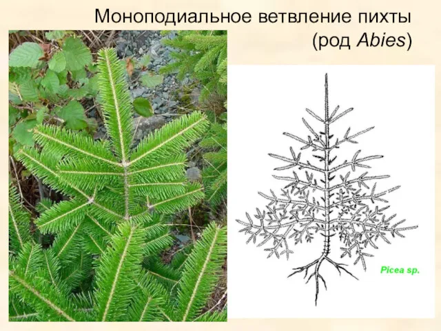 Моноподиальное ветвление пихты (род Abies)