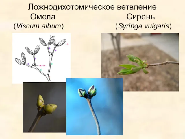 Ложнодихотомическое ветвление Омела Сирень (Viscum album) (Syringa vulgaris)