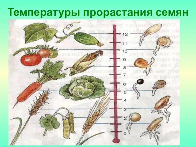 Температуры прорастания семян