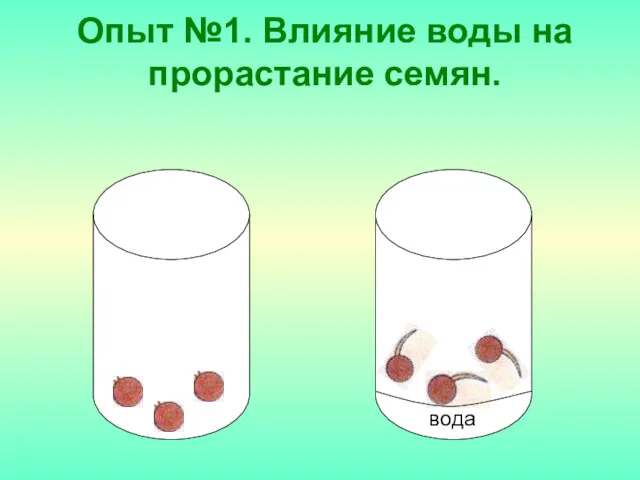 Опыт №1. Влияние воды на прорастание семян. вода