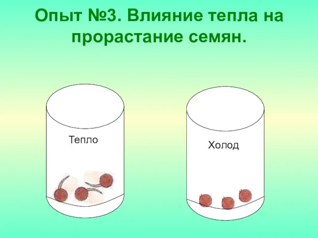 Опыт №3. Влияние тепла на прорастание семян. Тепло Холод