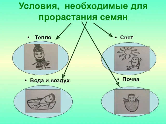 Условия, необходимые для прорастания семян Свет Вода и воздух Тепло Почва