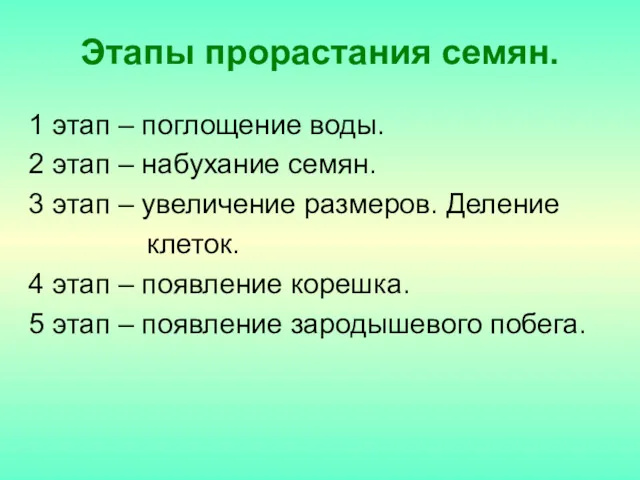 Этапы прорастания семян. 1 этап – поглощение воды. 2 этап