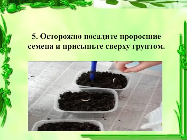 5. Осторожно посадите проросшие семена и присыпьте сверху грунтом.