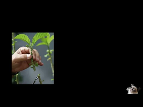 Метод размножения зелеными черенками основан на способности стеблевых черенков к образованию придаточных корней,