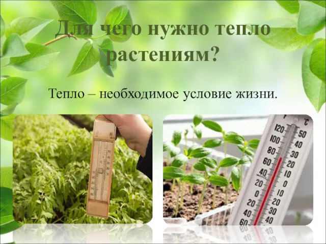 Тепло – необходимое условие жизни. Для чего нужно тепло растениям?