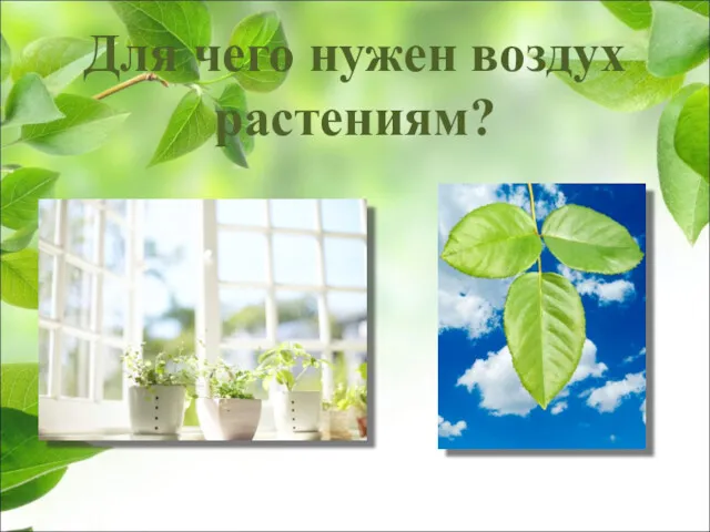 Для чего нужен воздух растениям?