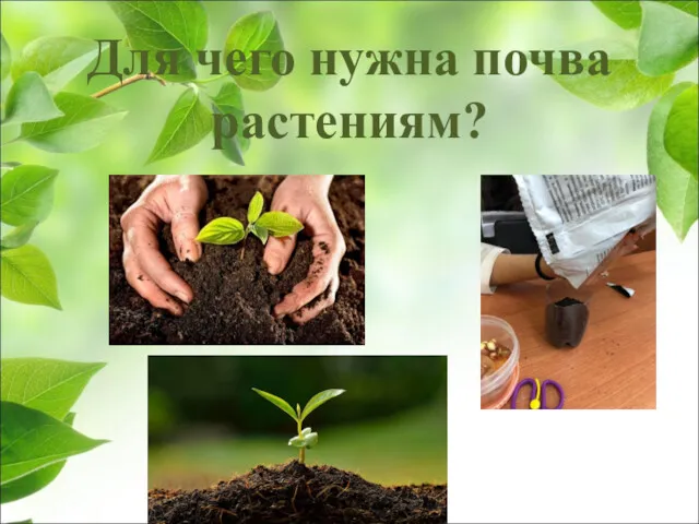 Для чего нужна почва растениям?
