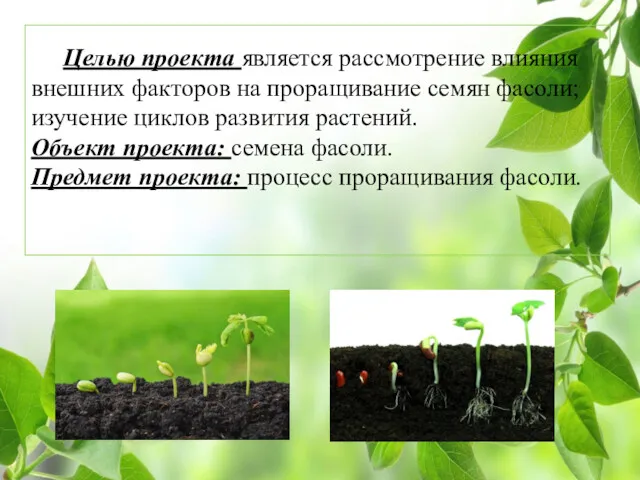 Целью проекта является рассмотрение влияния внешних факторов на проращивание семян