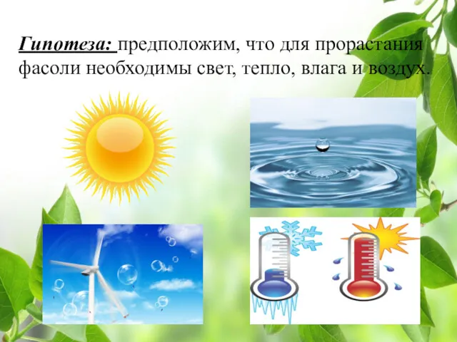 Гипотеза: предположим, что для прорастания фасоли необходимы свет, тепло, влага и воздух.