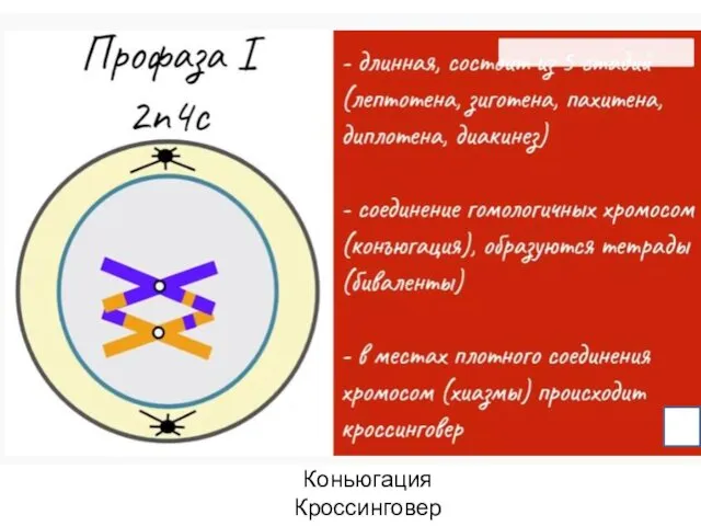 Коньюгация Кроссинговер