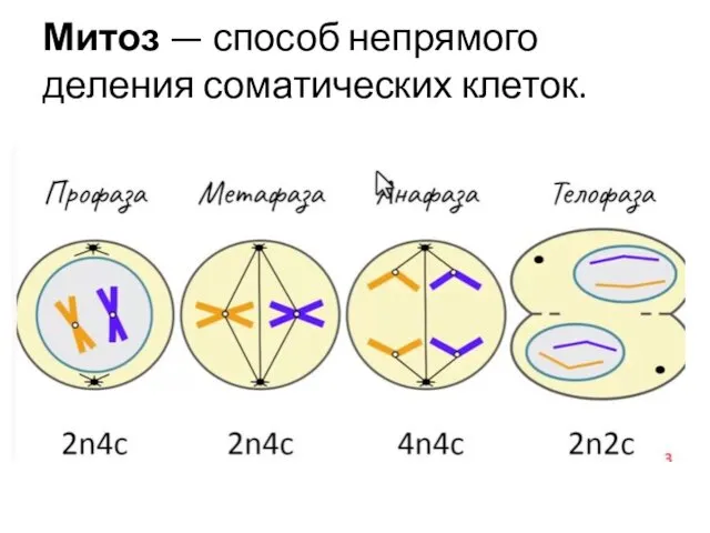 Митоз — способ непрямого деления соматических клеток.