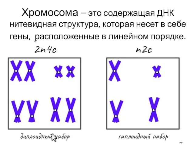 Хромосома – это содержащая ДНК нитевидная структура, которая несет в себе гены, расположенные в линейном порядке.