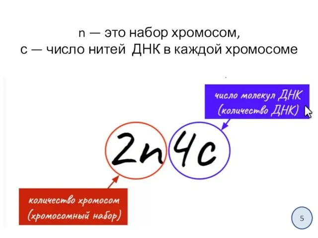 n — это набор хромосом, с — число нитей ДНК в каждой хромосоме 5