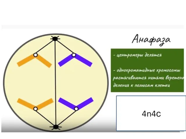 4n4с