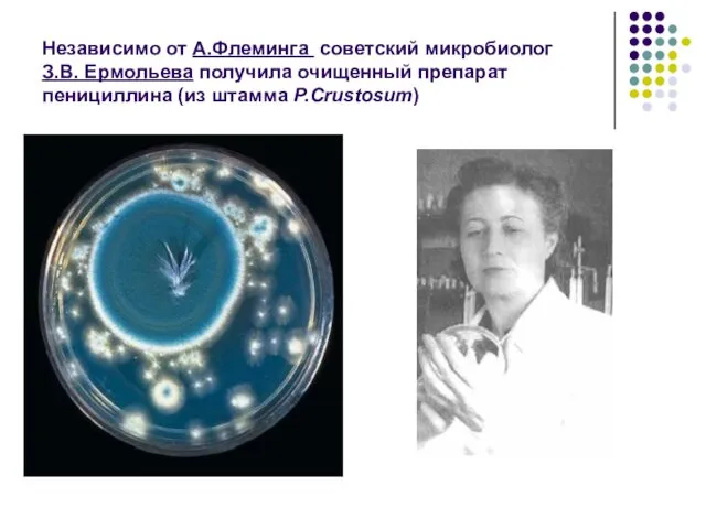 Независимо от А.Флеминга советский микробиолог З.В. Ермольева получила очищенный препарат пенициллина (из штамма P.Crustosum)