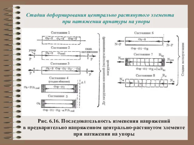 Стадии деформирования центрально растянутого элемента при натяжении арматуры на упоры