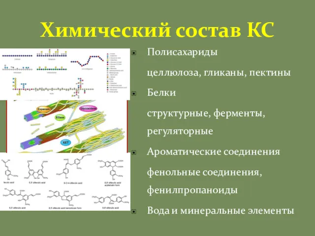 Химический состав КС Полисахариды целлюлоза, гликаны, пектины Белки структурные, ферменты,
