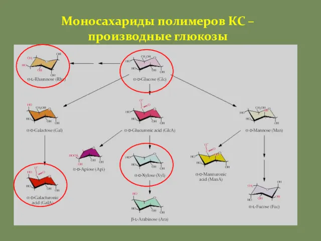 Моносахариды полимеров КС – производные глюкозы