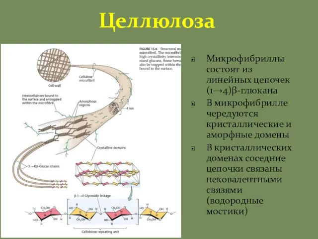 Целлюлоза Микрофибриллы состоят из линейных цепочек (1→4)β-глюкана В микрофибрилле чередуются