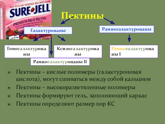 Галактуронаны Рамногалактуронаны Гомогалактуронаны Ксилогалактуронаны Рамногалактуронаны II Рамногалактуронаны I Пектины Пектины