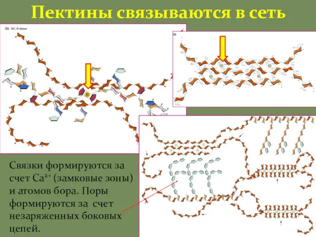 Пектины связываются в сеть Связки формируются за счет Са2+ (замковые