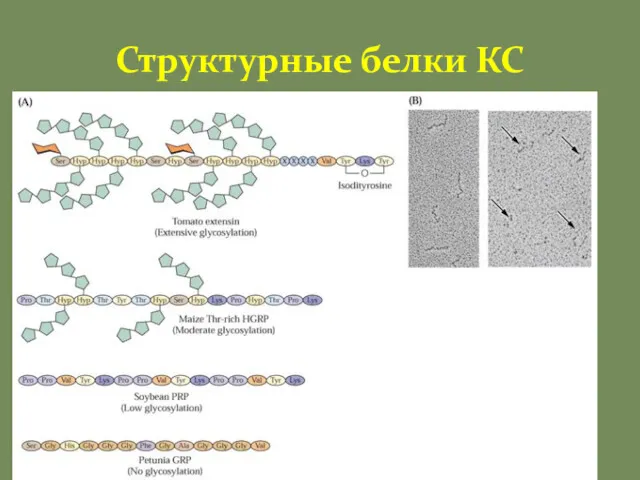 Структурные белки КС