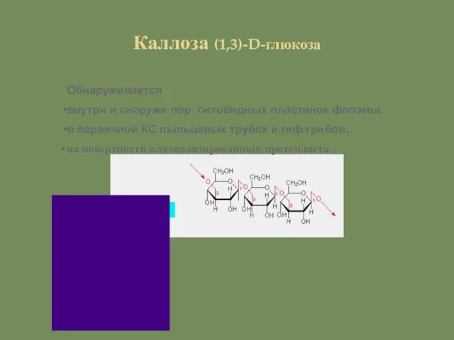 Каллоза (1,3)-D-глюкоза Обнаруживается внутри и снаружи пор ситовидных пластинок флоэмы,