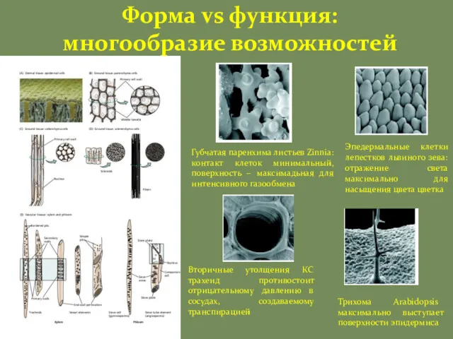 Форма vs функция: многообразие возможностей Губчатая паренхима листьев Zinnia: контакт