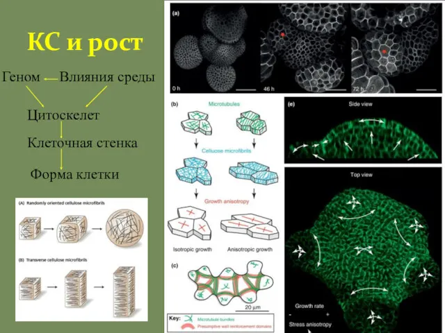 КС и рост Геном Влияния среды Цитоскелет Клеточная стенка Форма клетки