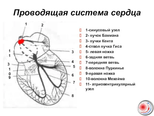 Проводящая система сердца 1-синусовый узел 2- пучок Бахмана 3- пучки Кента 4-ствол пучка
