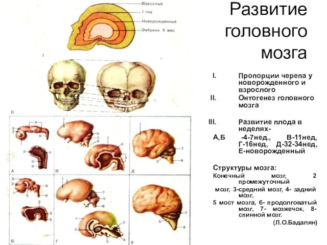 Развитие головного мозга Пропорции черепа у новорожденного и взрослого Онтогенез головного мозга Развитие