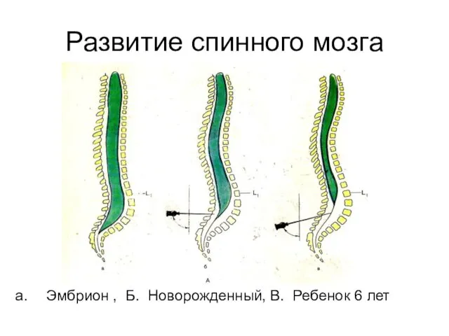 Развитие спинного мозга Эмбрион , Б. Новорожденный, В. Ребенок 6 лет