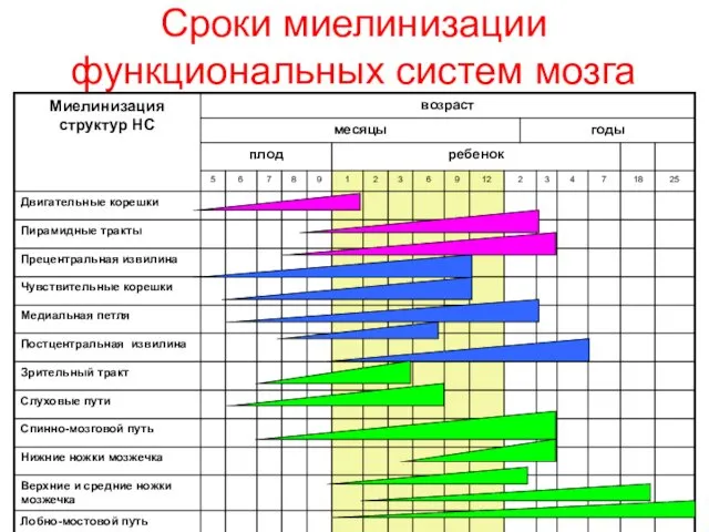 Сроки миелинизации функциональных систем мозга