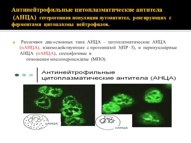 Антинейтрофильные цитоплазматические антитела (АНЦА) гетерогенная популяция аутоантител, реагирующих с ферментами