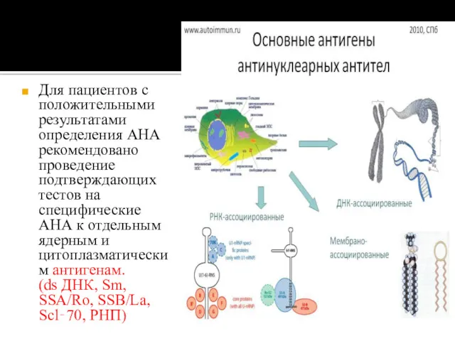 Для пациентов с положительными результатами определения АНА рекомендовано проведение подтверждающих