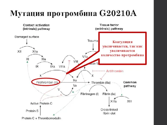 Мутация протромбина G20210A Коагуляция увеличивается, так как увеличивается количество протромбина