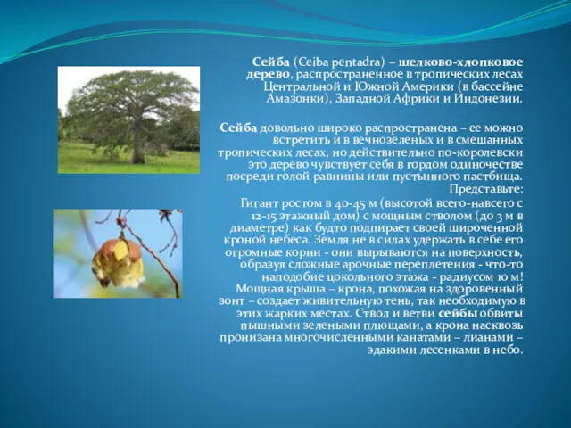 Сейба (Ceiba pentadra) – шелково-хлопковое дерево, распространенное в тропических лесах Центральной и Южной