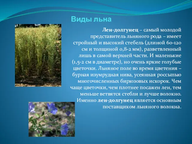 Виды льна Лен-долгунец – самый молодой представитель льняного рода – имеет стройный и