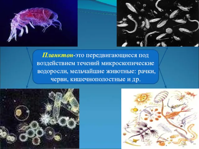 Планктон-это передвигающиеся под воздействием течений микроскопические водоросли, мельчайшие животные: рачки, черви, кишечнополостные и др.