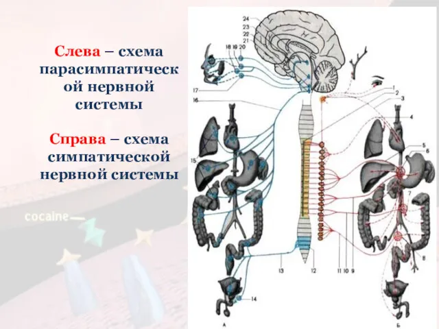 Слева – схема парасимпатической нервной системы Справа – схема симпатической нервной системы