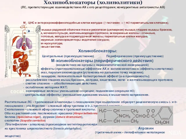 Холиноблокаторы (холинолитики) (ЛС, препятствующие взаимодействию АХ с его рецепторами; конкурентные