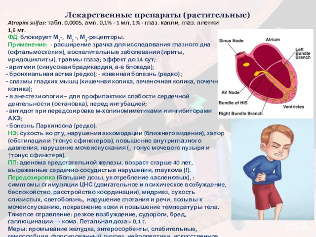 Лекарственные препараты (растительные) Atropini sulfas: табл. 0,0005, амп. 0,1% -