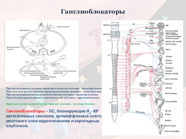 Ганглиоблокаторы Преганглионарные волокна парасимпатической системы – холинергические Постганглионарные волокна парасимпатической