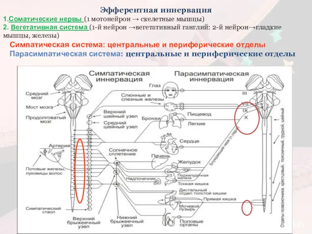 Эфферентная иннервация 1.Соматические нервы (1 мотонейрон → скелетные мышцы) 2.