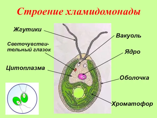 Строение хламидомонады Жгутики Ядро Хроматофор Светочувстви-тельный глазок Вакуоль Цитоплазма Оболочка