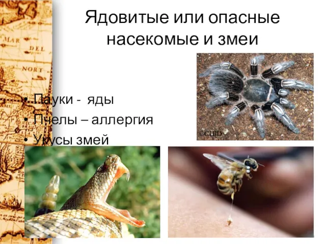 Ядовитые или опасные насекомые и змеи Пауки - яды Пчелы – аллергия Укусы змей