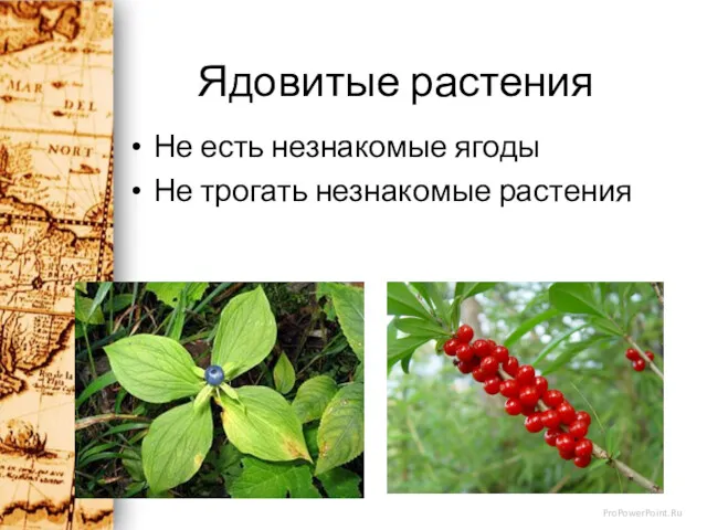Ядовитые растения Не есть незнакомые ягоды Не трогать незнакомые растения