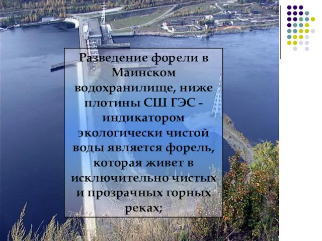 Разведение форели в Маинском водохранилище, ниже плотины СШ ГЭС - индикатором экологически чистой